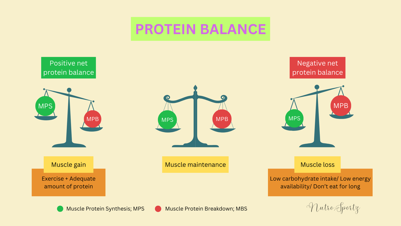 An image of protein balance.